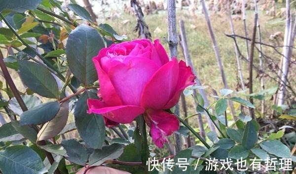 花朵|30个浓香月季品种,你喜欢哪一种养一棵满院飘香!