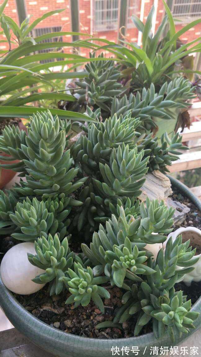 浇水|新手入坑应该选哪些多肉,老花农告诉你秘籍,养这些没错了!