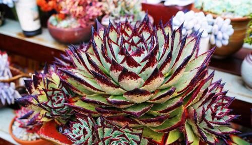 养多肉乌木,狠心折磨一年,挺拔又亮丽,人人见了都夸美