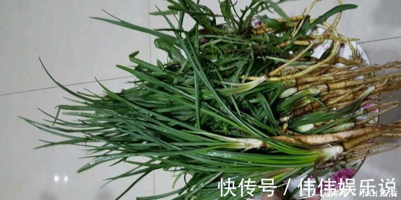 野菜|野菜一定要挖根,人称“兔儿奶”,根比叶子好吃