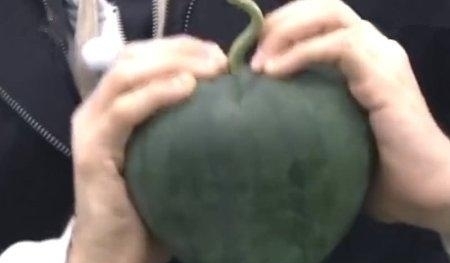 西瓜|大叔摘了只心形西瓜,一刀切开后,开心得合不拢嘴