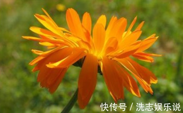 盆栽|喜欢养菊,不如养盆“金盏菊”,花色鲜艳夺目,花期长室内盆栽养