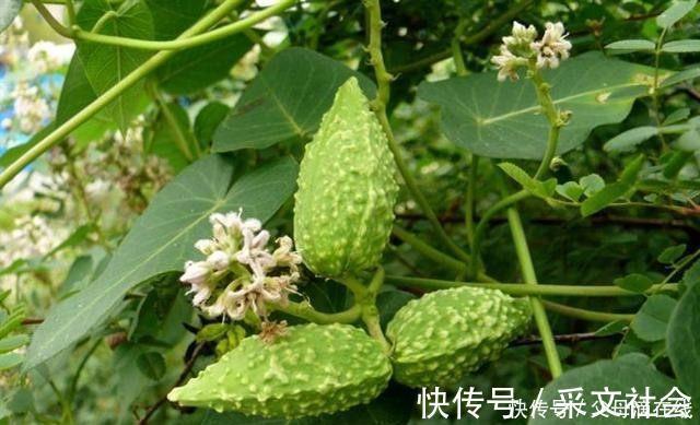 扁平疣|农村一种农田里的野草,农民看见就讨厌,殊不知是治疗皮肤病良药