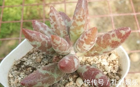 多肉植物|养多肉用1种“溶液”,再也不徒长,叶片长得肥又厚,疯长到爆盆