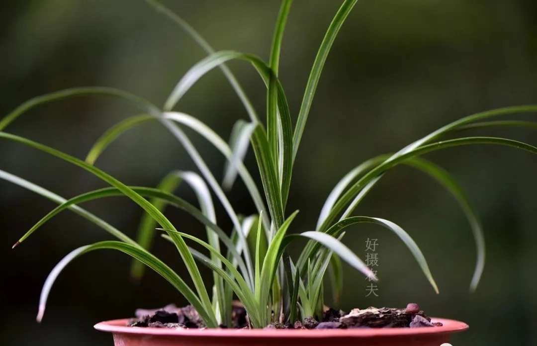 矿泉水|夏天兰花不好养？这4个坑不要再踩了，新手兰友都做过