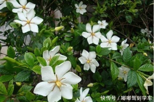 栀子花变美5步走,“傻小白”都能养出好花来,白花一朵接一朵!