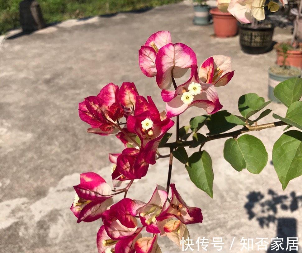 阳台上|4种花耐旱耐高温，花漂亮很好养，不用怎么管也长势很旺