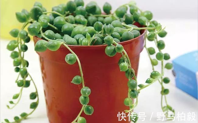 叶子|这种多肉吊起来养，所谓像一串串葡萄一样，美爆了