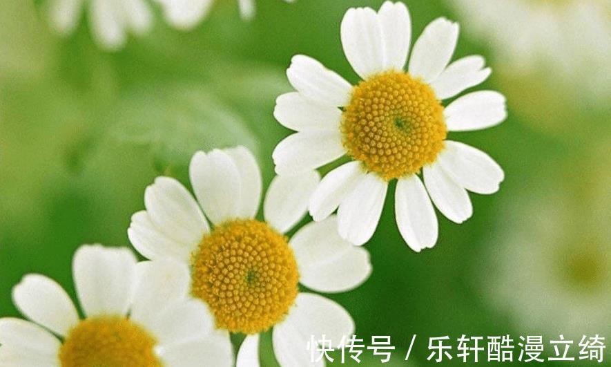 桃花|未来10天，4个星座，感情甜蜜，桃花旺盛，迎接爱情的降临