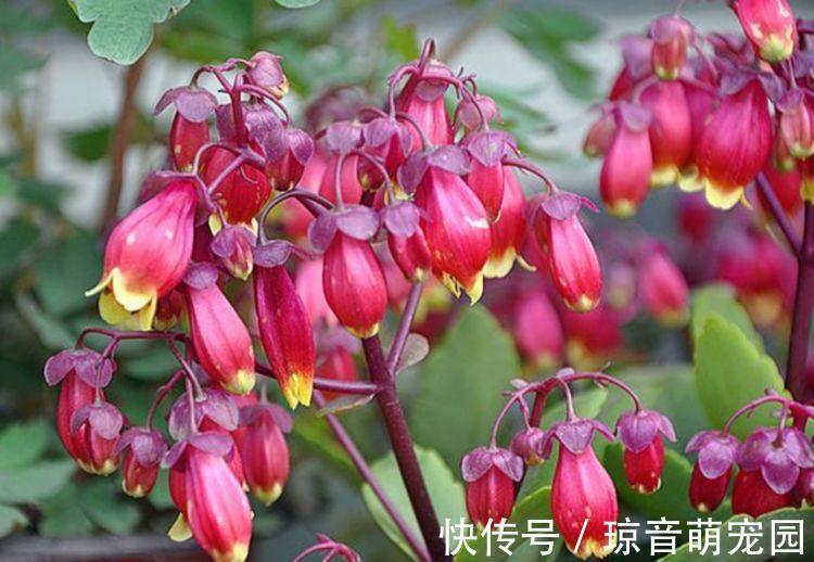 聪明人都养4种花,花大服盆快,沾点水就疯长,开花勤还爱爆盆