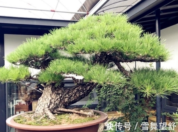 6种高端松树盆景，日本品种占一半，最后1个却是中国一级保护植物