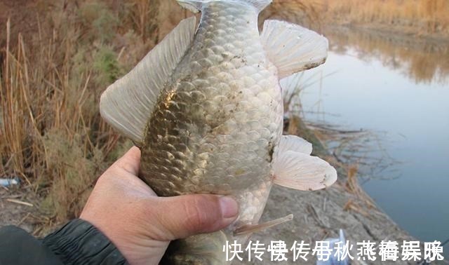 玉米|浅谈双钩的饵料搭配,科学搭配可提高钓鱼效率