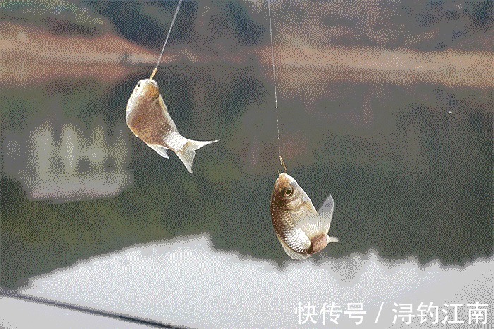 线组|新手钓友很困惑,深秋鱼口轻怎么作钓?其实从四个方面可轻松破解