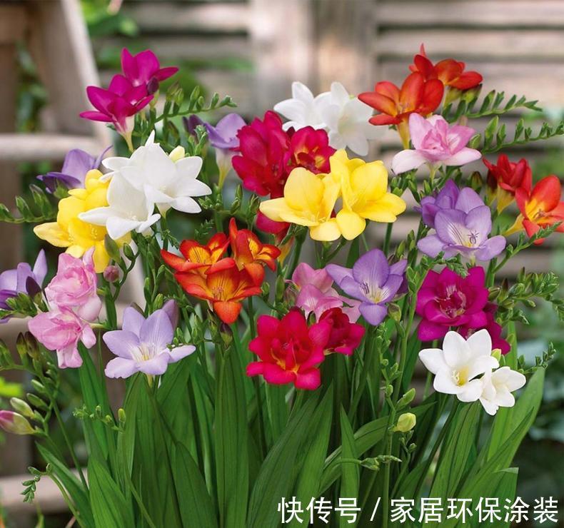 夏天|7种漂亮花,自带“体香”,阳台养一盆,家里就像喷香水