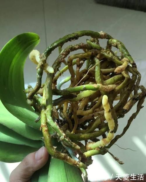 烂根|蝴蝶兰上盆时，水苔压紧好还是不压紧好？灵活应对，根粗苗壮