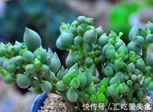 土壤|别人的多肉养的白白胖胖,你的多肉一星期换一颗,到底是为什么