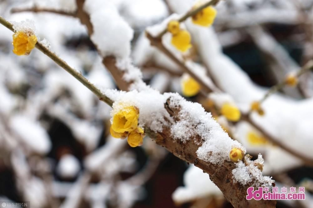 蜡梅吐蕊，玉兰含苞：济南初雪后，大明湖静美如诗