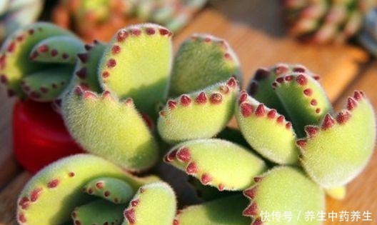 多肉熊童子太“贪杯”,撑破“肚子”很可惜!