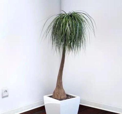 没想到|没想到酒瓶兰开花这么灿烂,养室内变观叶植物,大半年不浇水也行