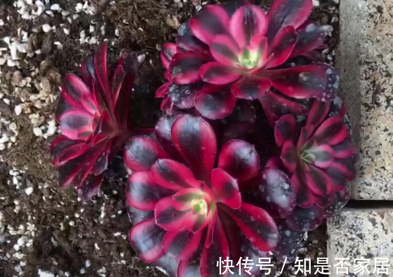 麦秆|三款按头卖的贵货多肉，美杜莎和白菊已经很亲民，麦秆还是天价