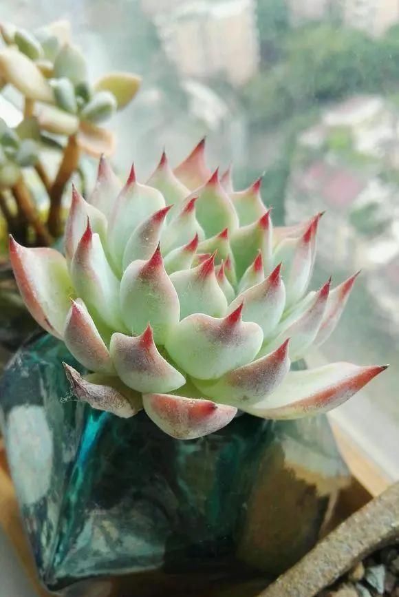 芦荟|这3种花养不好,赶紧扔水里,越长越来劲