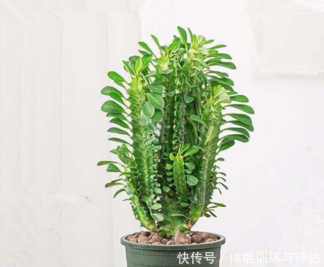 八种花就喜欢沙土,土里掺点沙子,养花效果就是好!