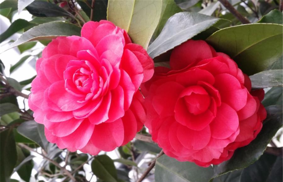 花苞|夏天养茶花,3个错误不能犯,难怪新叶发黄花苞少