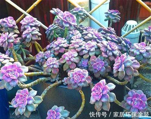 多肉|8个色系的多肉植物，摆在阳台上色彩斑斓，集齐的都是养花大神！