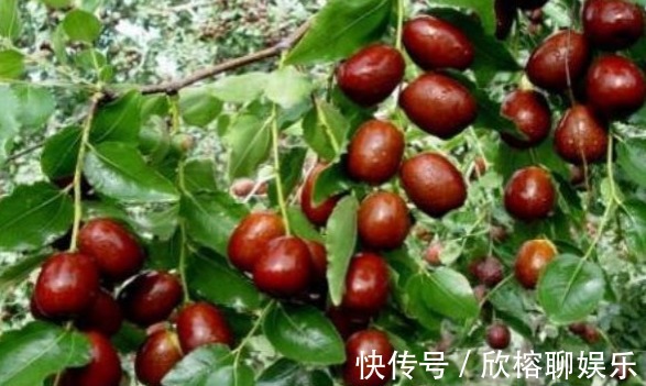 葡萄糖|大枣美容祛斑,增强免疫力,农民种植大枣重点掌握四点,稳产增收