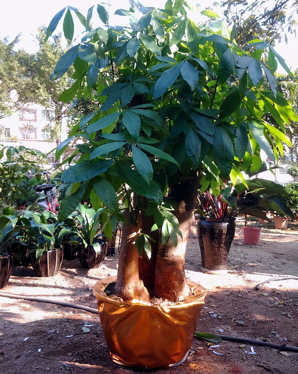 小花|适合施用尿素的4种植物