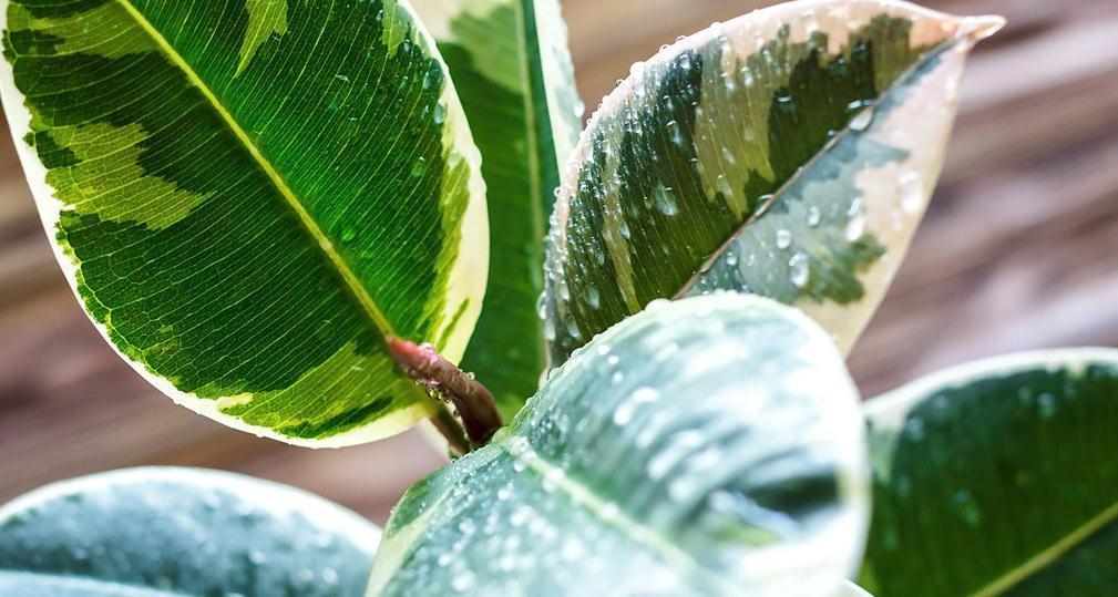 最适合室内养护的绿植,棵棵都是有害气体的克星,赶快去入手几盆