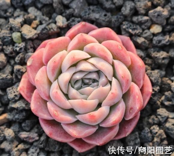 浇水|关于多肉浇水，说了上百遍，“能少则少”，你不听，马上黑腐