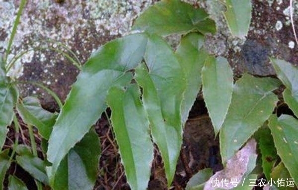 中年|农村一种植物野草，羊吃会发情，补肾，农民常用来泡酒