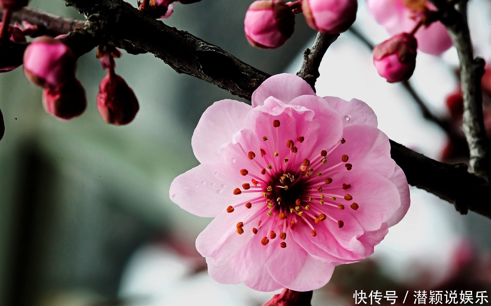 此花称为中国十大名花之首,生命力极强,具有坚忍不拔的象征