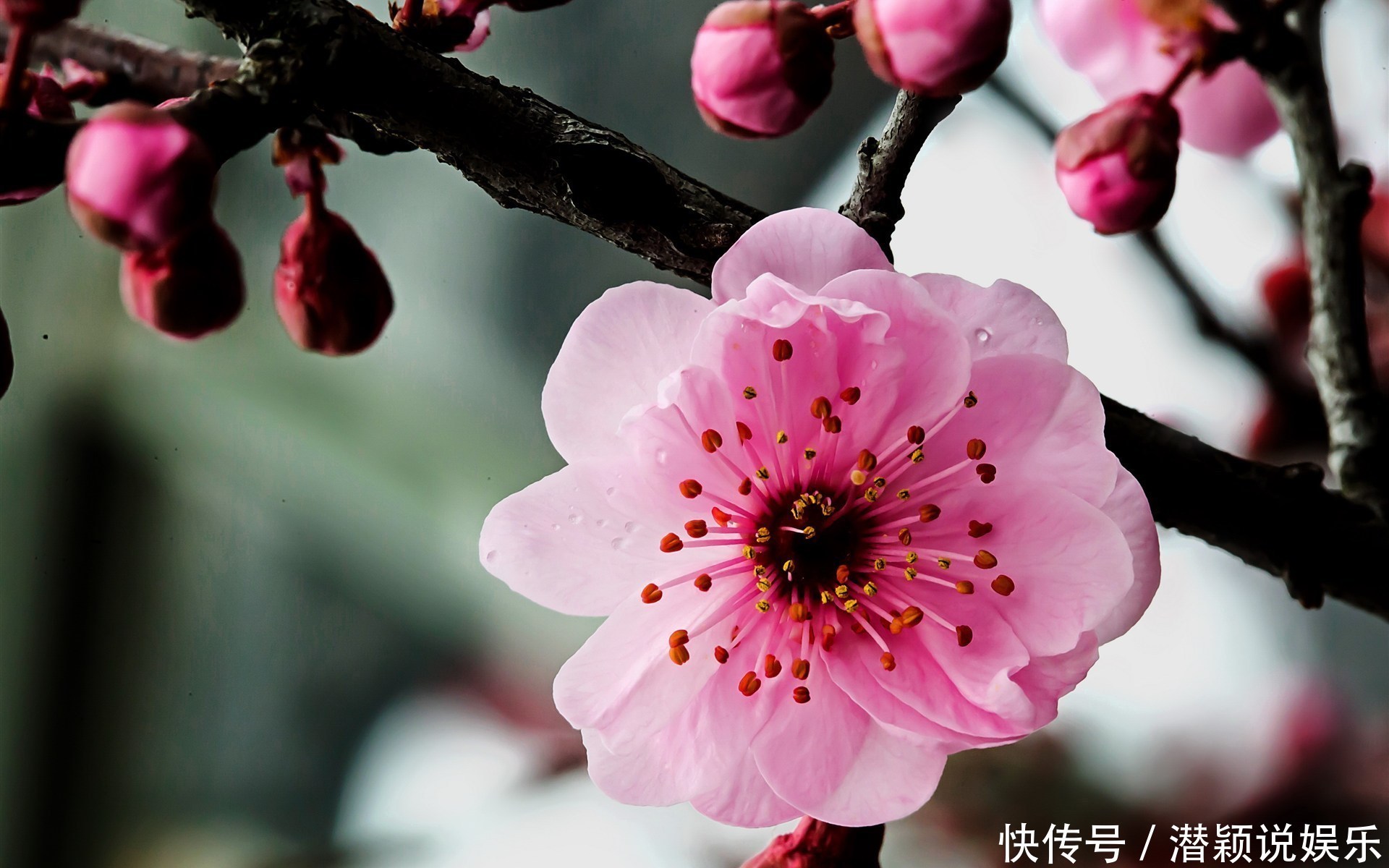  此花称为中国十大名花之首，生命力极强，具有坚忍不拔的象征