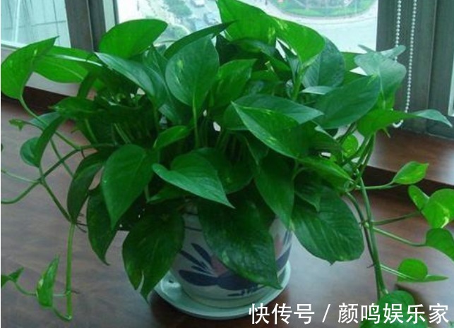 5种“生根水”,家家都有,不花1分钱,扦插花卉“7天”生白根