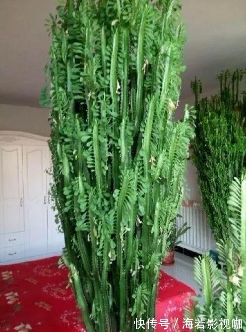 龟背竹|30年的芦荟,20年的龟背竹,硬生生把花养成了树!