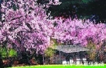 古诗词#十五首描写小草的古诗词,为君闲暇助兴,茶余饭后解闷