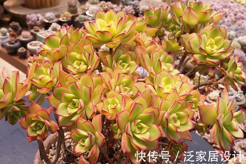 多肉艳日辉和星爆，一个好养到不像法师，另一个则颜值长期在线