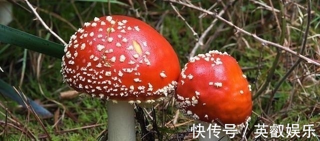 探险|户外探险怎样辨别有毒与无毒蘑菇，九种方法救你一命