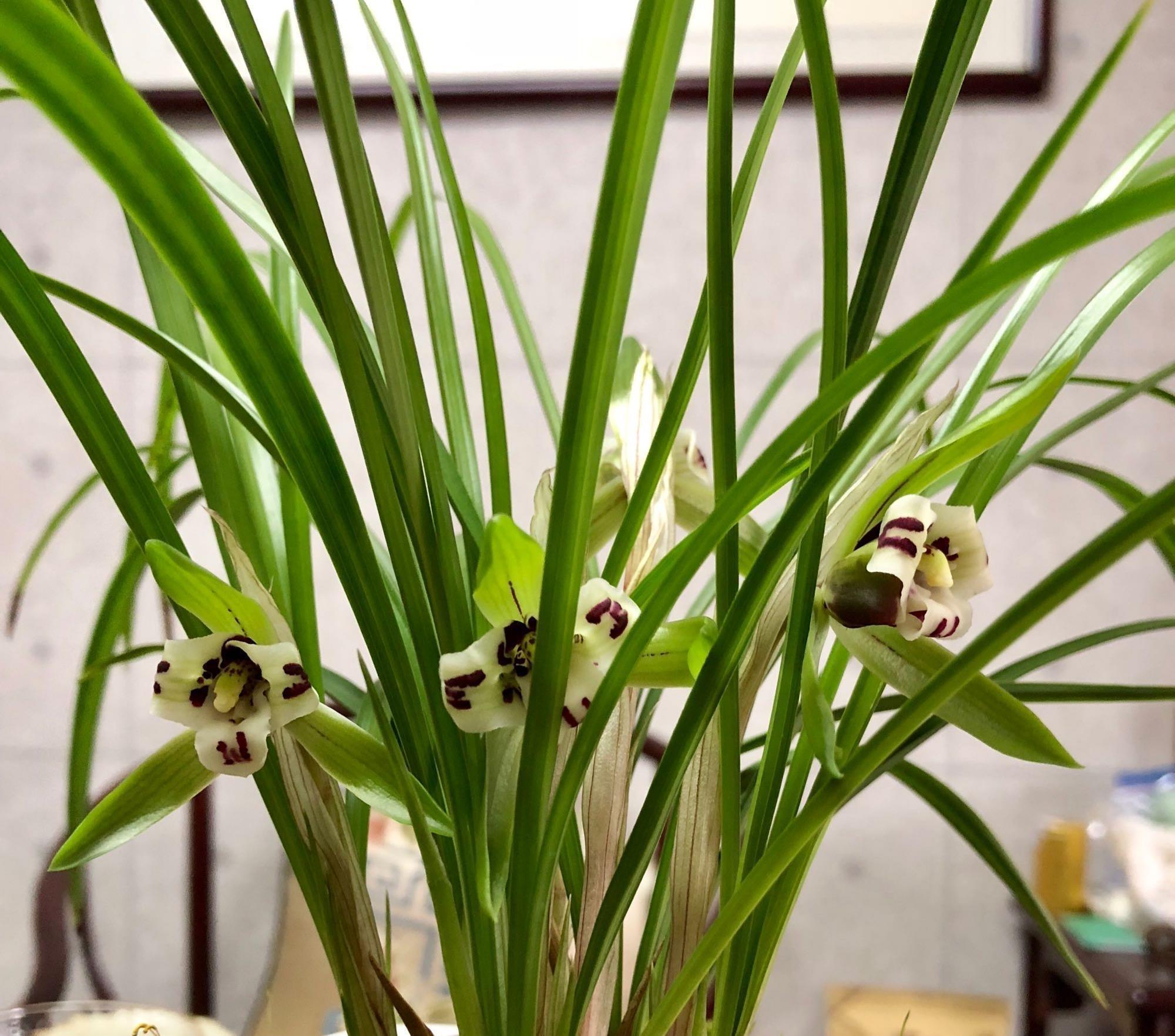 叶子|3种耐寒花卉,零度也可以放室外养,叶色翠绿花朵美艳