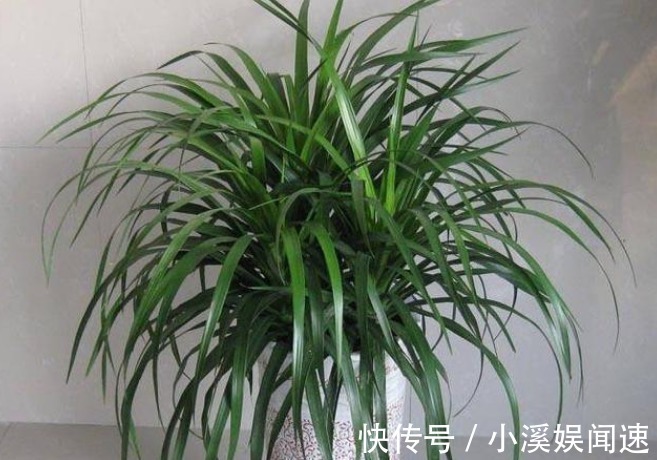 这几种花寓意太好了,镇宅养人还招财,一旦养上一盆,全家都富有