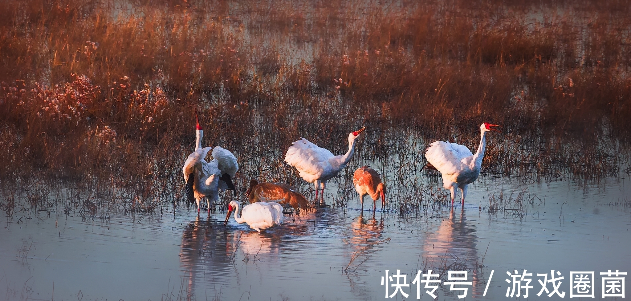 海棠$一代文宗元好问诗5首,他的诗算得上是金元时期的佳作,您认同吗