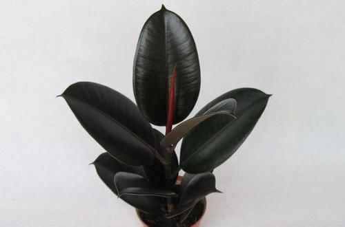  简单|几种花繁殖超简单，只要一片叶子就可以轻松养活！