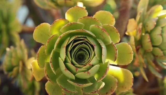 用生命开花的3种多肉植物，开完就死，你家有的话要小心