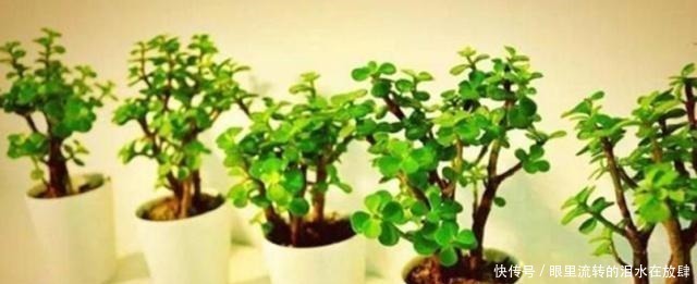 修剪|金枝玉叶长的“狂魔乱舞”,剪几刀,秒变“悬崖桩”,烂根也不怕!