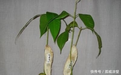 吃完的芒果千万不要再扔掉了,要不然你就会错过非常漂亮的盆栽!