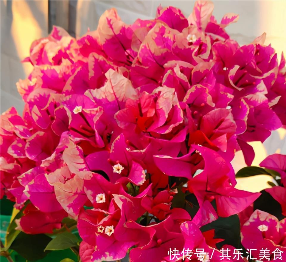 冬天养三角梅,3个小动作,年年开花,不愁没花赏