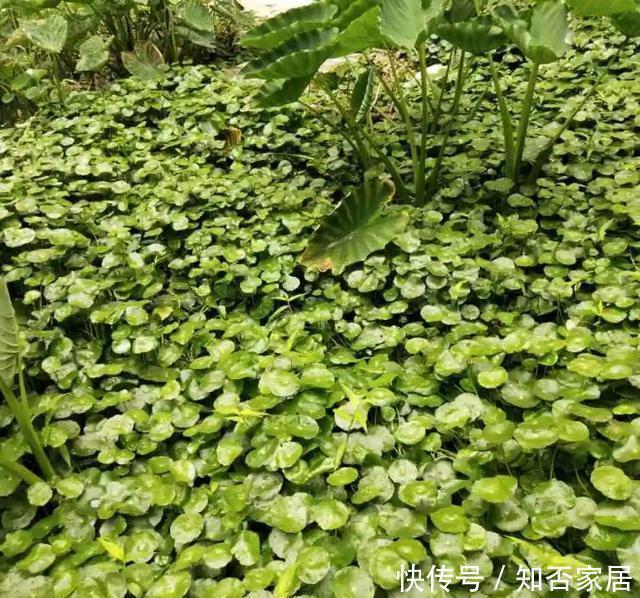 爆盆|养花技巧:折腾不死的25种花,咋养都爆盆,懒人最适合