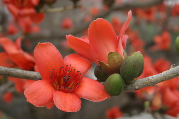 此花是英雄的花,也是珍惜来之不易的感情,是美好的象征
